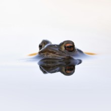 Waiting... Common toad (Bufo bufo) in spawning waters, waiting for a female ready to mate, typical