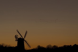 Windmill silhouette at sunset with a red sky and a skein or flock of Pink-footed geese (Anser
