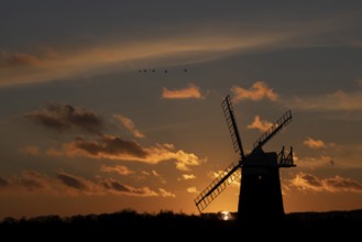 Windmill silhouette at sunset with a red sky and a skein or flock of Pink-footed geese (Anser