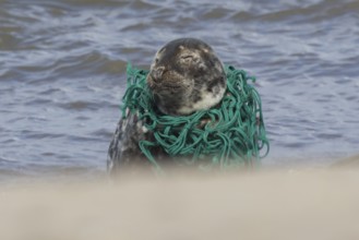 Grey seal (Halichoerus grypus) adult animal with netting wrapped around its body resting on a