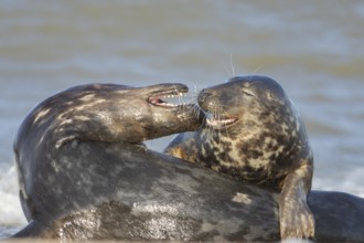 Grey seal (Halichoerus grypus) two adult animal seals during their courtship love display on a