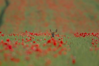 Roe deer (Capreolus capreolus) adult female doe animal in a farmland wheat field with red poppy