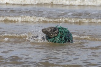 Grey seal (Halichoerus grypus) adult animal with netting wrapped around its body resting in the