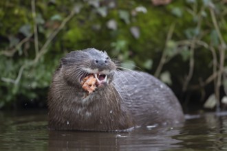 Eurasian otter (Lutra lutra) adult animal eating a fish in a river, England, United Kingdom