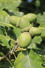 Close-up of green acorns and oak leaves in late summer, Lower Saxony, Germany