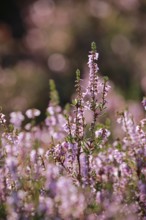 Close-up of flowering heather against the light in the Lüneburg Heath, Lower Saxony, Germany
