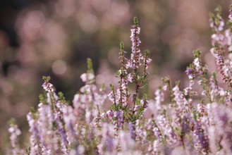 Close-up of flowering heather against the light in the Lüneburg Heath, Lower Saxony, Germany