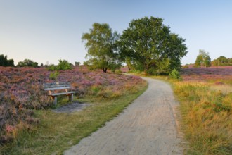 Idyllic wooden bench in the middle of the blooming Lüneburg Heath, Lower Saxony, Germany