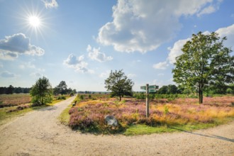 Country lane in the middle of the blooming Lüneburg Heath, Lower Saxony, Germany