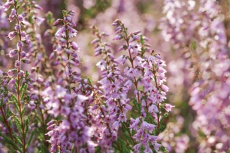 Close-up of flowering heather in the Lüneburg Heath, Lower Saxony, Germany