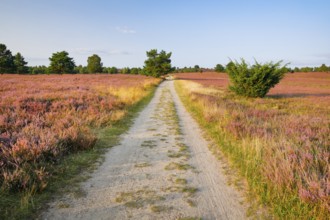 Idyllic country lane in the middle of the blooming Lüneburg Heath, Lower Saxony, Germany