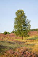 Large birch tree in the blooming Lüneburg Heath, Lower Saxony, Germany