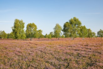 Birch trees in the blooming Lüneburg Heath, Osterheide near Schneverdingen, Lower Saxony, Germany
