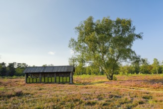 Beehives in the middle of the blooming Lüneburg Heath, Lower Saxony, Germany