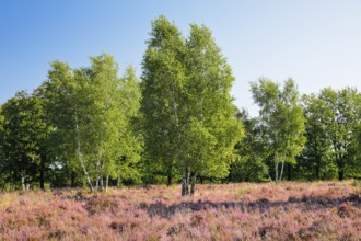 Birch trees in the blooming Lüneburg Heath, Lower Saxony, Germany