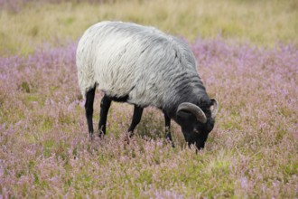 Heidschnucke moorland sheep feeding in the middle of the blooming Lüneburg Heath, Lower Saxony,