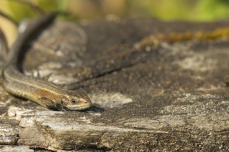 Common lizard (Zootoca vivipara) adult reptile resting on a wooden sleeper, England, United Kingdom