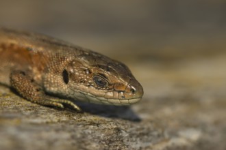 Common lizard (Zootoca vivipara) adult reptile sleeping on a wooden sleeper, England, United