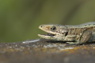 Common lizard (Zootoca vivipara) adult reptile with its mouth open on a wooden sleeper, England,