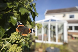 Red admiral butterfly (Vanessa atalanta) adult insect feeding on Ivy (Hedera helix) flowers in