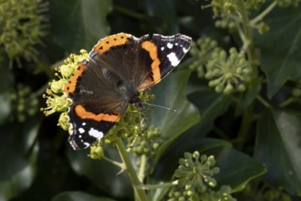Red admiral butterfly (Vanessa atalanta) adult insect feeding on Ivy (Hedera helix) flowers in