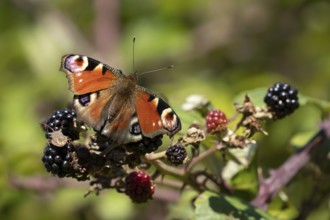 Peacock butterfly (Aglais io) adult insect feeding on blackberries fruit in summer, England, United