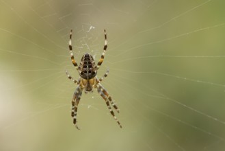 European garden spider (Araneus diadematus) adult in its spiders web, England, United Kingdom