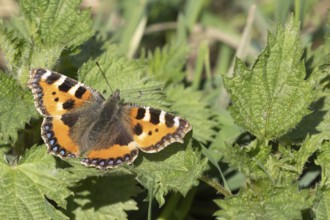 Small tortoiseshell butterfly (Aglais urticae) adult insect on a Stinging nettle (Urtica dioica)