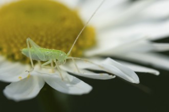 Oak bush cricket (Meconema thalassinum) juvenile baby insect on an Oxeye daisy flower, England,