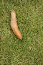 Red slug (Arion rufus) adult mollusc on a garden grass lawn, Suffolk, England, United Kingdom