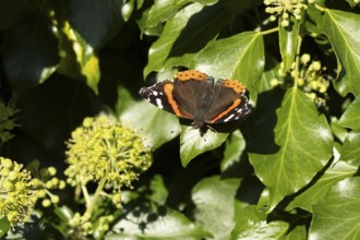 Red admiral butterfly (Vanessa atalanta) adult insect resting on Ivy (Hedera helix) flowers in