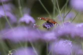 Peacock butterfly (Aglais io) adult insect feeding on garden Verbena flowers in summer, England,