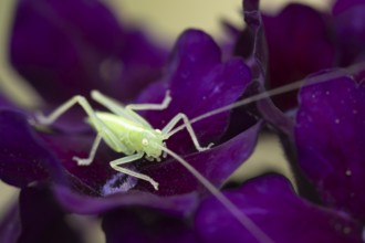 Oak bush cricket (Meconema thalassinum) juvenile baby insect on a garden flower, England, United