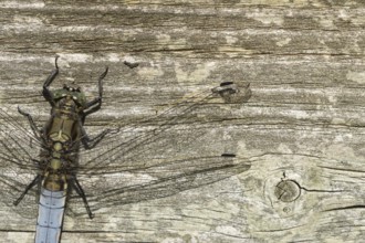 Broad-bodied chaser dragonfly (Libellula depressa) adult insect resting on a wooden sleeper,