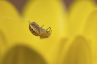 European garden spider (Araneus diadematus) adult in its spiders web on a garden yellow flower,