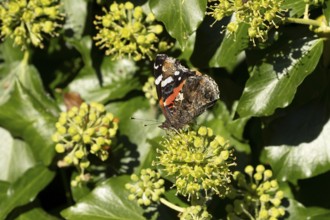 Red admiral butterfly (Vanessa atalanta) adult insect feeding on Ivy flowers in summer, England,