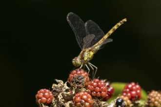 Common darter dragonfly (Sympetrum striolatum) adult insect resting on blackberries fruit in