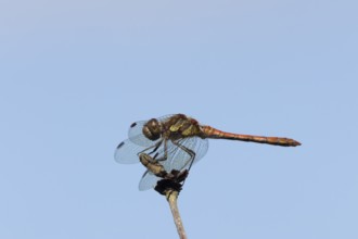 Common darter dragonfly (Sympetrum striolatum) adult insect resting on a flower seedhead in summer,
