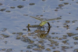 Emperor dragonfly (Anax imperator) adult female insect laying eggs in a pond in summer, England,