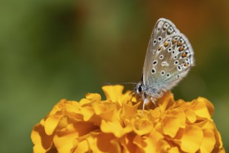 Common blue butterfly (Polyommatus icarus) adult insect feeding on a garden French marigold flower,