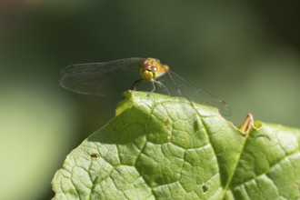 Ruddy darter dragonfly (Sympetrum sanguineum) adult insect resting on a plant leaf in summer,