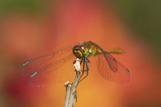 Ruddy darter dragonfly (Sympetrum sanguineum) adult insect resting on a plant stem in summer,