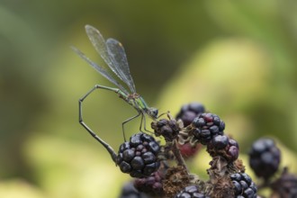 Emerald damselfly (Lestes sponsa) adult insect resting on blackberries fruit in summer, England,