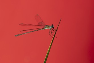 Emerald damselfly (Lestes sponsa) adult insect resting on a pond reed stem in summer, England,