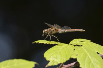 Common darter dragonfly (Sympetrum striolatum) adult insect feeding on a small insect on a bramble