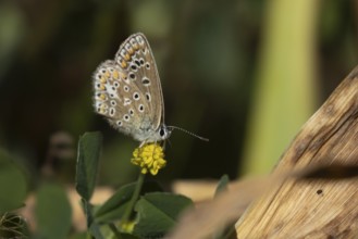 Common blue butterfly (Polyommatus icarus) adult insect feeding on a yellow flower, England, United