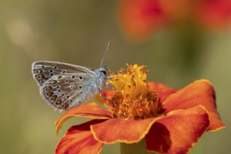Common blue butterfly (Polyommatus icarus) adult insect feeding on a garden marigold flower,