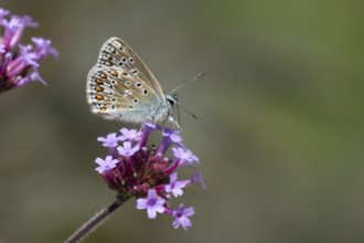 Common blue butterfly (Polyommatus icarus) adult insect feeding on a garden Verbena flower,