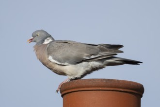 Wood pigeon (Columba palumbus) adult bird on an urban house chimney pot, England, United Kingdom