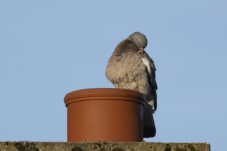 Wood pigeon (Columba palumbus) adult bird preening on an urban house chimney pot, England, United